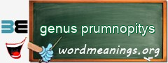 WordMeaning blackboard for genus prumnopitys